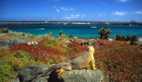 Land iguana looking out over water