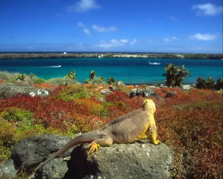 Land iguana looking out over water