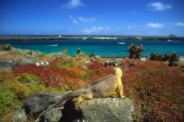 Land iguana looking out over water