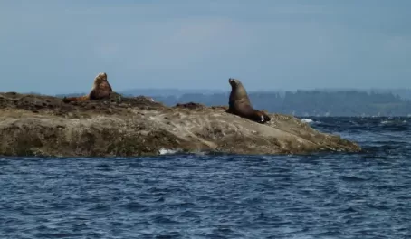 Sea Lions